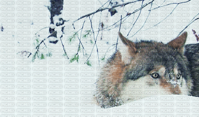 wolf bp - 免费动画 GIF