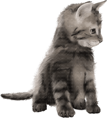 cat-katt-gatto - PNG gratuit