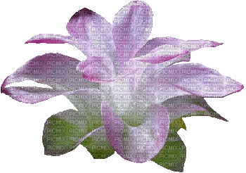 kwiat - Besplatni animirani GIF