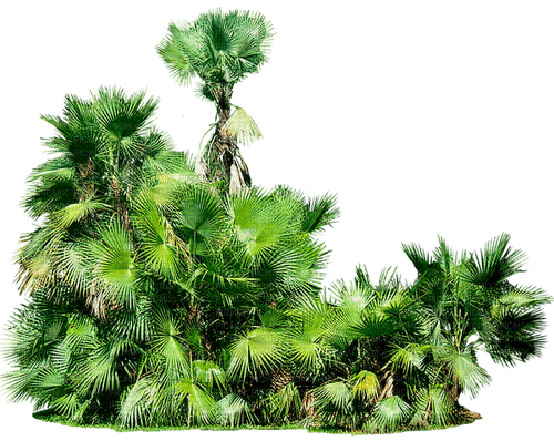 palms by nataliplus - Free PNG