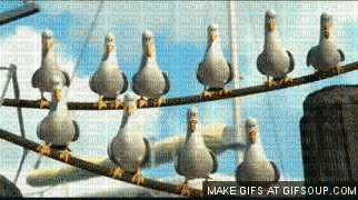Gulls - Animovaný GIF zadarmo