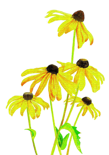 Yellow flowers.Garden.Victoriabea - PNG gratuit