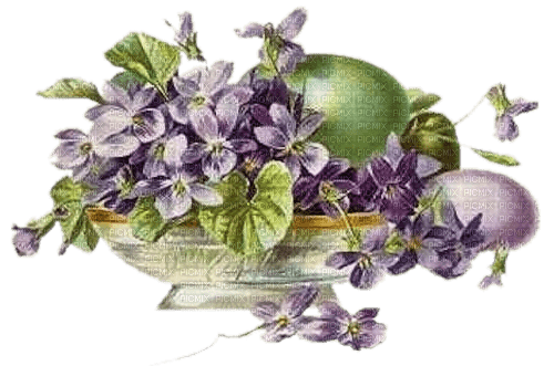 pascua jaron  violetas dubravka4 - PNG gratuit