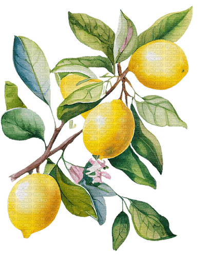 lemon tree Bb2 - ingyenes png