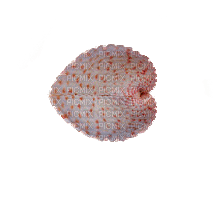 shells katrin - PNG gratuit