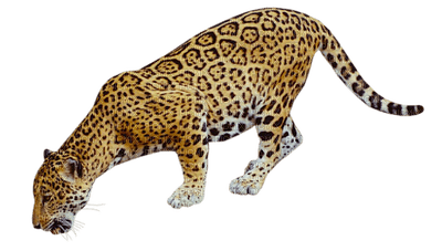 jaguar bp - kostenlos png