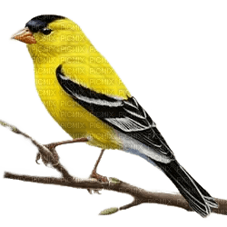 Vogel, gelb, Bird - besplatni png