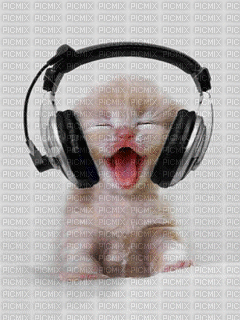 gato.deco - GIF animado gratis