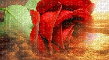 red rose - gratis png