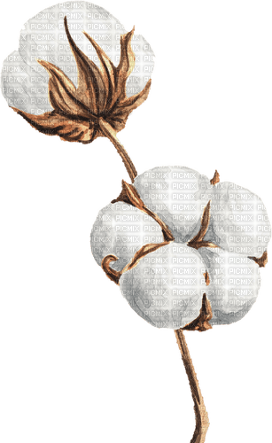 watercolor. cotton flowers Bb2 - PNG gratuit