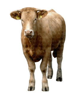 Kaz_Creations Cow - 免费PNG
