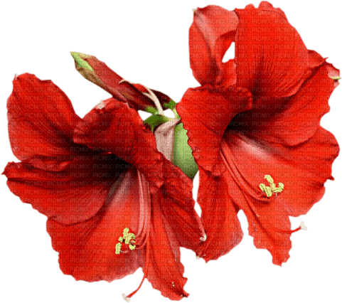 Цветы - δωρεάν png