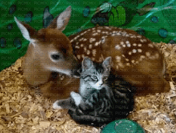 deer cat - GIF animé gratuit