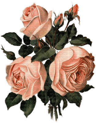 Salomelinda fleurs roses ! - png gratis