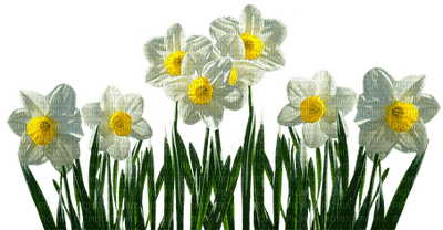 spring printemps frühling primavera весна wiosna tube deco flower fleur blossom bloom blüte fleurs blumen  garden jardin lit bed beet - Free PNG