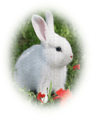 patymirabelle lapin - δωρεάν png