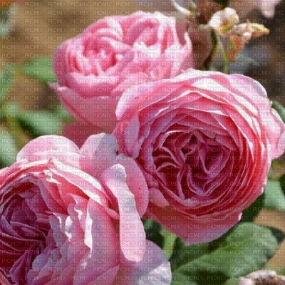 rose - фрее пнг