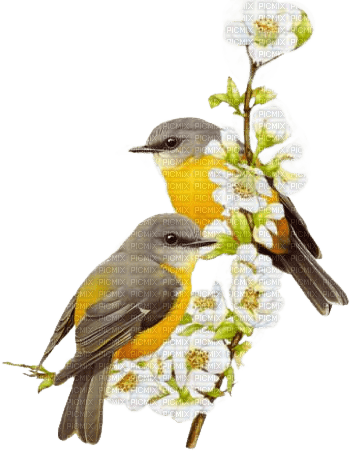 Vögel, Frühling, Blüten, Birds, Spring - png gratuito