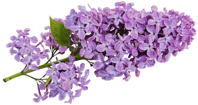 The lilac - gratis png