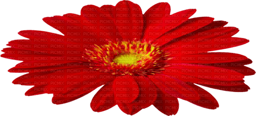 Flower.Red.Yellow - png ฟรี