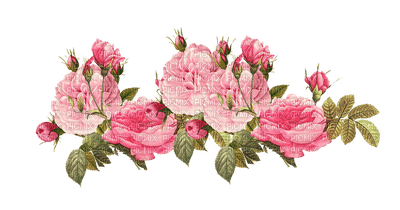 Flowers pink bp - bezmaksas png