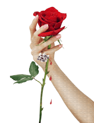 hand holding rose - Free PNG