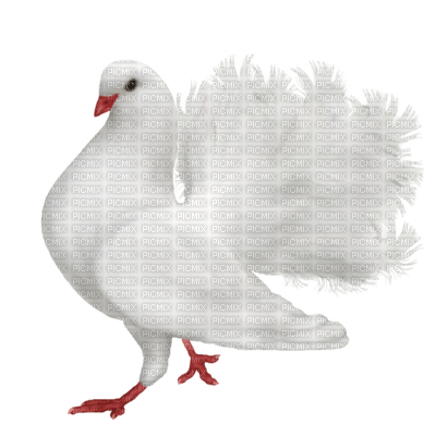 Kaz_Creations Birds Bird - ücretsiz png