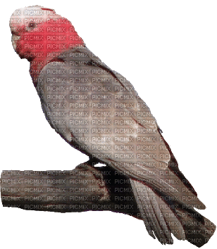 Birds bp - 免费动画 GIF