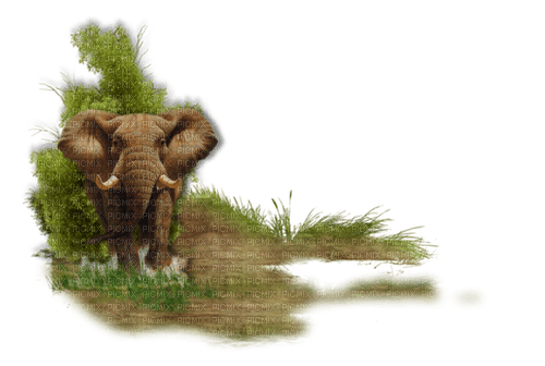 dolceluna african elephant green oasi - kostenlos png