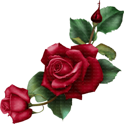 Red Rose - Bogusia - Free PNG