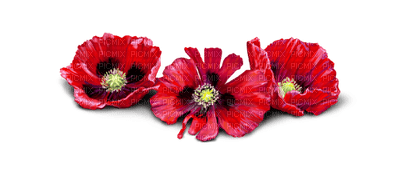 poppy flowers bp - 免费PNG