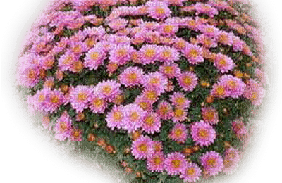 chrysanthèmes web charmille - png gratis