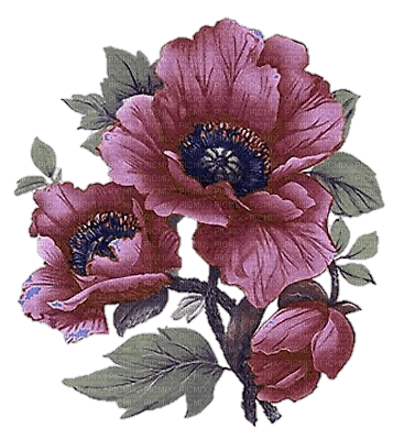 poppy's - δωρεάν png