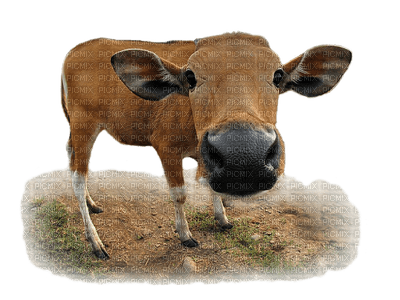 cow kuh rind vache farm ferme animal tube field - Free PNG