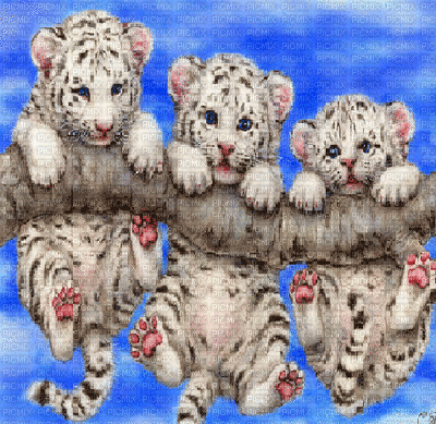 background animated tiger - Nemokamas animacinis gif