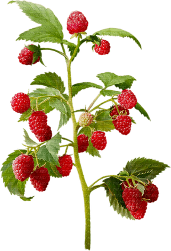 Fruit. Raspberry. Leila - δωρεάν png