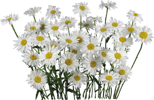 Daisy Flowers - Free PNG