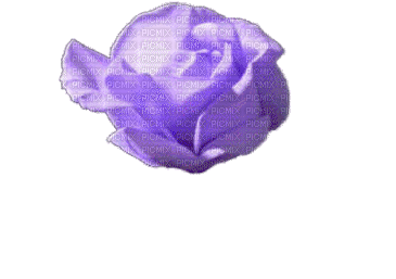 violet gif rose laurachan - GIF animé gratuit