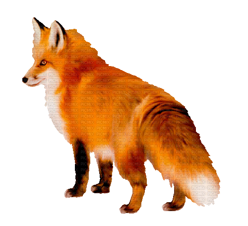 fox by nataliplus - Gratis animeret GIF