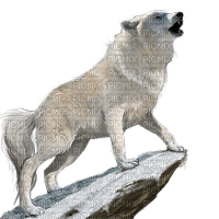 wolf bp - darmowe png