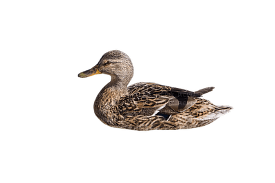 duck, sorsa - PNG gratuit