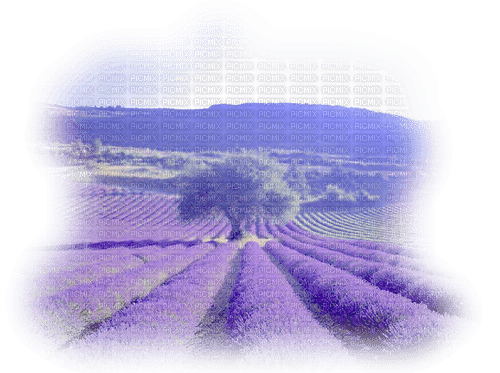 Lavender landscape - 無料png