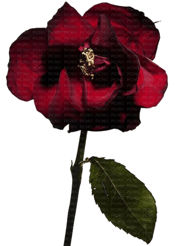 kwiat - 免费PNG