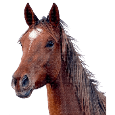 horse head bp - gratis png