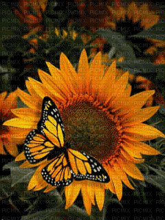 SUNFLOWER AND BUTTERFLY GIF - Free animated GIF