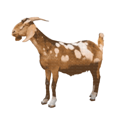 Chèvre.Goat.Farm.Cabra.gif.Victoriabea - Besplatni animirani GIF