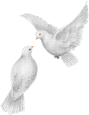 colombes - PNG gratuit
