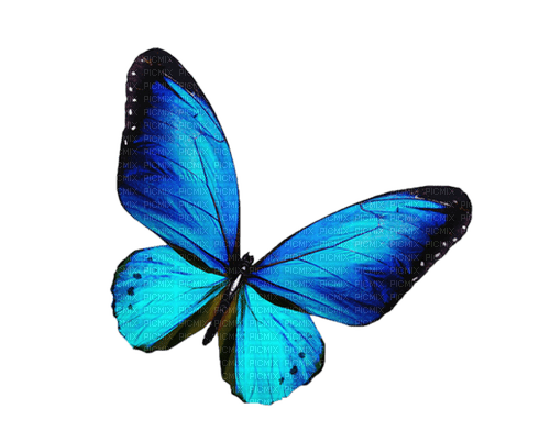 butterfly  Bb2 - zdarma png
