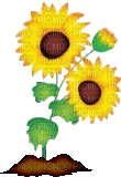 sunflower - GIF เคลื่อนไหวฟรี