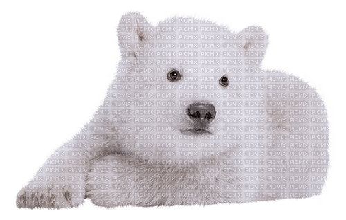 Polar.Bear.Ours.White.Oso.Victoriabea - δωρεάν png